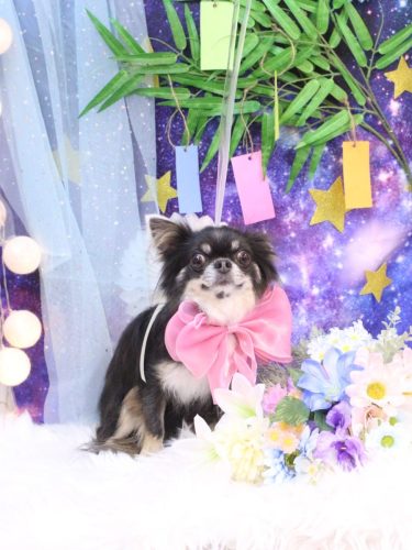 20250702らんまるちゃん